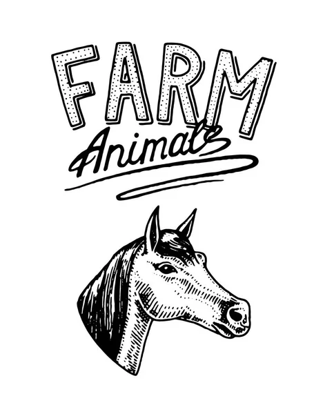 農場の動物。国内産の馬の頭。ロゴや看板のエンブレムです。メニューのアイコン。刻まれた手の古いスケッチのビンテージ スタイルで描画. — ストックベクタ