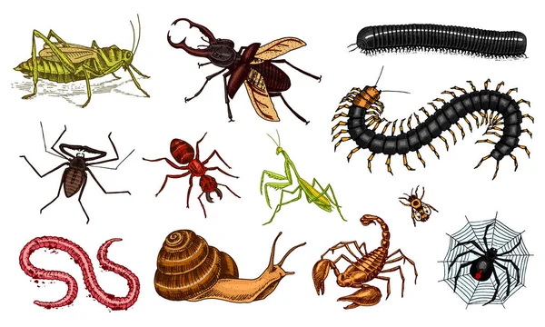 Grote reeks van insecten. Vintage huisdieren in huis. Insecten kevers Scorpion slak, zweep Spider, Worm duizendpoot Ant sprinkhanen, Mantis Bee. Zweepspinnen, Lucanus cervus, Scolopendra Julida. Gegraveerde vectorillustratie — Stockvector