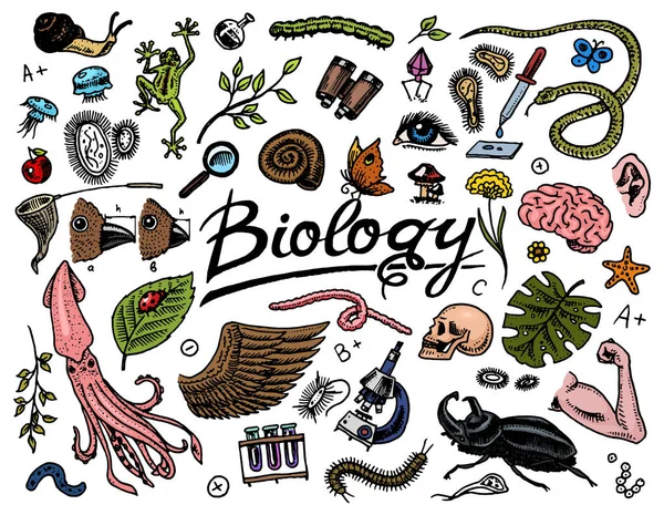 Laboratório Científico em Biologia. Icon Set of Biochemistry Research. Criaturas vivas moléculas de organismos. Medicina na escola. Educação e Ciência. mão gravada desenhada em estilo antigo esboço vintage . — Vetor de Stock
