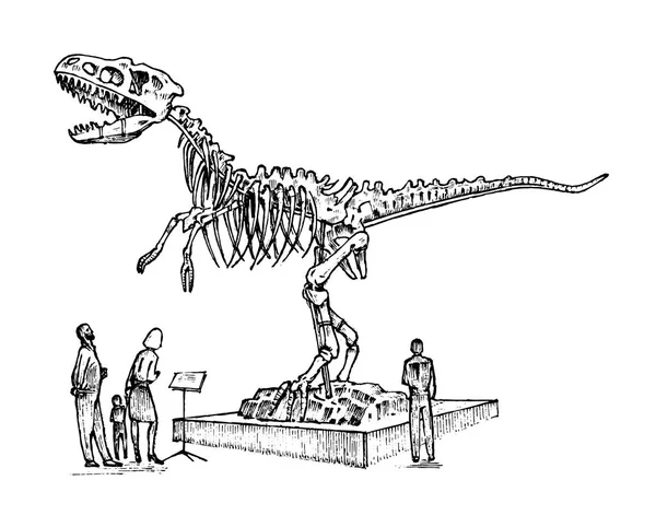Vintage Archaeological Museum. Visitors are looking at the exhibit. Ancient historical skeleton of an extinct animal dinosaur. Engraved hand drawn old monochrome sketch for web site. — Stock Vector