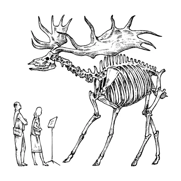 Vintage Archeologisch Museum. Bezoekers kijken naar de tentoonstelling. Oude historische skelet van een uitgestorven dier Ierse Eland of gigantische hert. Gegraveerde hand getekende oude monochroom schets voor website. — Stockvector