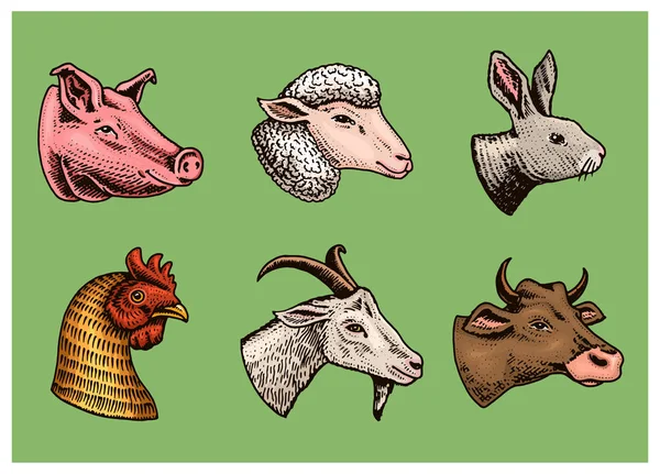 Animales de granja. La cabeza de un cerdo doméstico cabra vaca conejo ovejas. Logotipos o emblemas para letreros. Conjunto de iconos para el menú. mano grabada dibujada en estilo antiguo boceto vintage . — Vector de stock