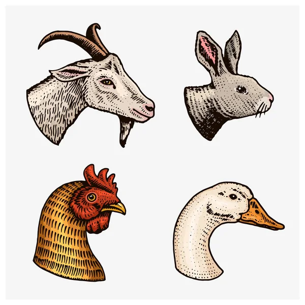 Animales de granja. Cabeza de un conejo de gallina cabra doméstica. Logotipos o emblemas para letreros. Conjunto de iconos para el menú. mano grabada dibujada en estilo antiguo boceto vintage . — Vector de stock