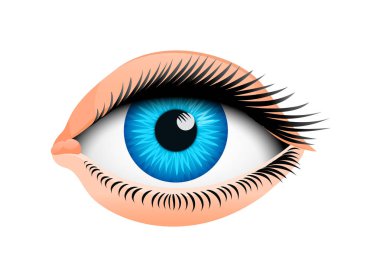 İnsan biyolojisi, duyu organı, anatomi illüstrasyon. yüz detaylı göz veya görünüm. Tıp bilimi veya sağlıklı bir insan olarak ayarlayın. Vizyon göz europeoid.