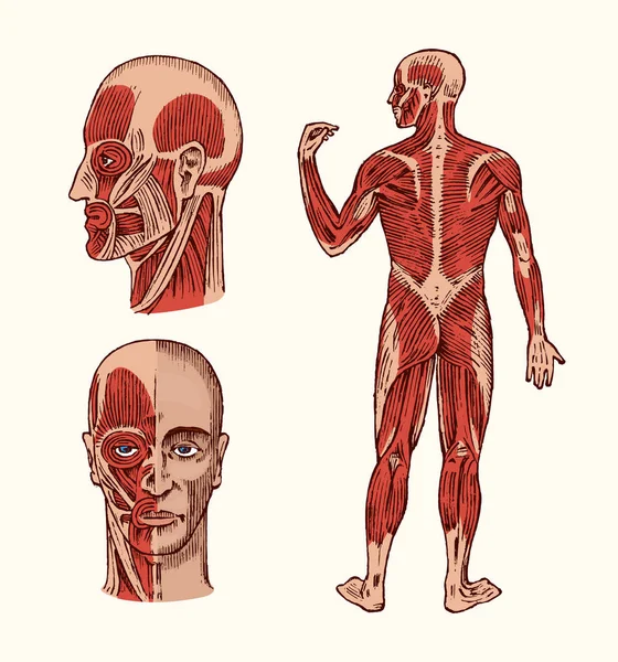 Anatomi manusia. Sistem otot dan tulang di kepala. Ilustrasi Vektor Medis untuk ilmu pengetahuan, kedokteran dan biologi. Wajah pria Engraved tangan digambar sketsa tua monokrom Vintage. Tampilan depan dan profil . - Stok Vektor