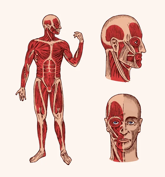 인간의 해부학입니다. 근육과 뼈는 머리의 시스템입니다. 과학, 의학, 생물학에 대 한 의료 벡터 일러스트. 남성 얼굴 새겨진 손으로 그려진된 오래 된 흑백 빈티지 스케치. 전면 및 프로필 보기. — 스톡 벡터