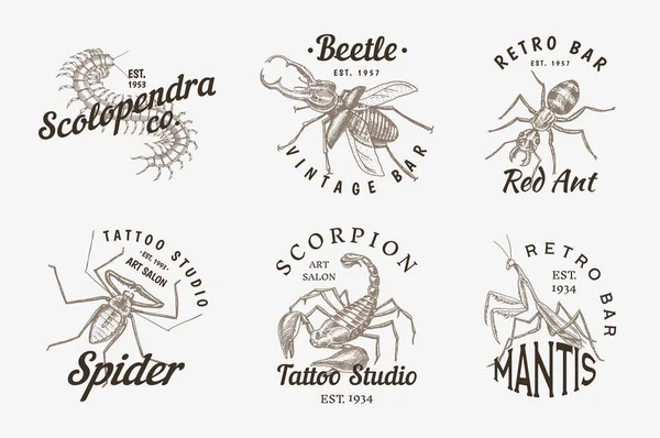 Insektenlogos. Vintage-Haustieretiketten für Bar oder Tätowierstudio. Käfer Skorpion Spinne Ameise Gottesanbeterin Biene scolopendra. Embleme, T-Shirt-Typografie. gravierte Vektor-Illustration. — Stockvektor