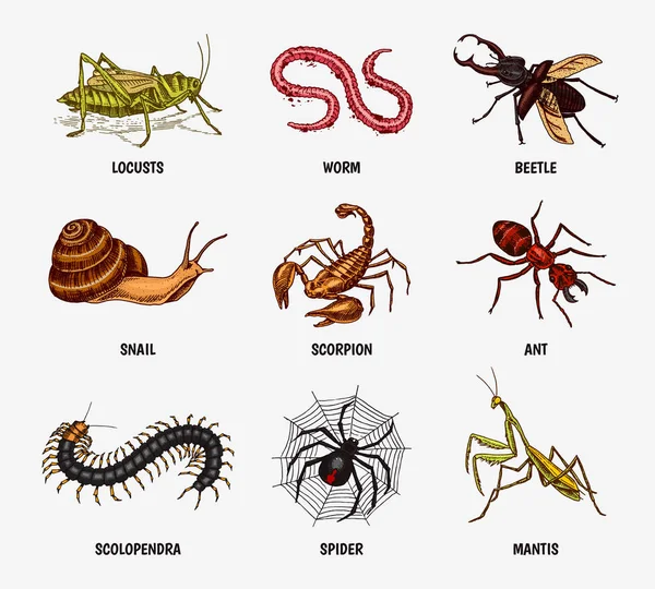 Um grande conjunto de insectos. Animais de estimação vintage em casa. Bugs Beetles Scorpion Snail, Whip Spider, Worm Centipede Ant Locusts, Mantis Bee. Amblypygi, Lucanus, Scolopendra Julida. Ilustração vetorial gravada — Vetor de Stock
