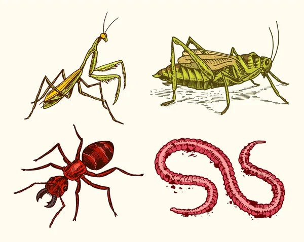 Una grande serie di insetti. Animali d'epoca in casa. Mantis Locusts Worm Ant nel vecchio stile. Disegno inciso a mano vecchio schizzo . — Vettoriale Stock