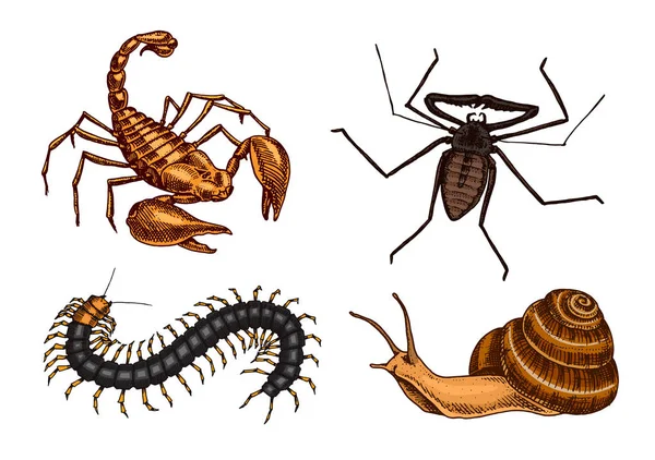Un gran grupo de insectos. Mascotas Vintage en casa. Bugs Beetles Caracol Escorpión, Araña Látigo, Escolopendra. Ilustración vectorial grabada — Archivo Imágenes Vectoriales