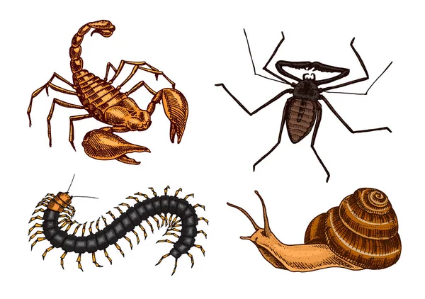 Um grande conjunto de insectos. Animais de estimação vintage em casa. Caracol de escorpião de besouros de insetos, aranha de chicote, Scolopendra. Ilustração vetorial gravada —  Vetores de Stock