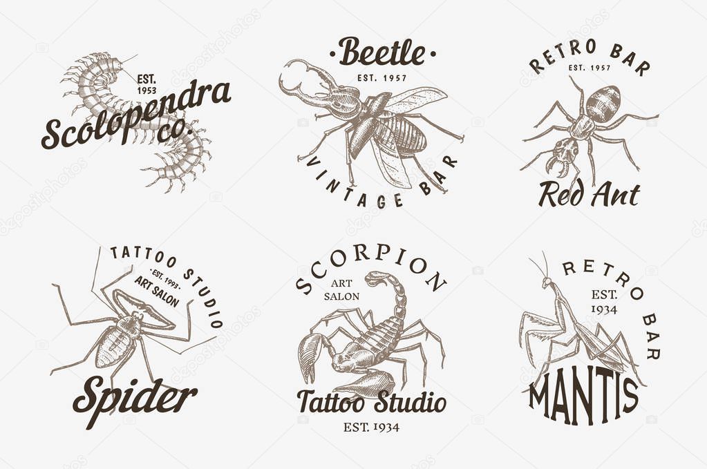 Set of insects logos. Vintage Pets labels for bar or tattoo studio. Bugs Beetles Scorpion Spider Ant Mantis Bee Scolopendra. emblems badges, t-shirt typography. Engraved Vector illustration