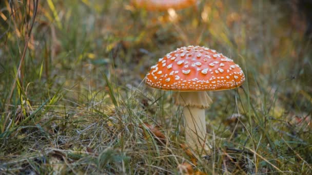 Amanita muscaria o hongo en hierba verde. Taburete salvaje del norte . — Vídeo de stock