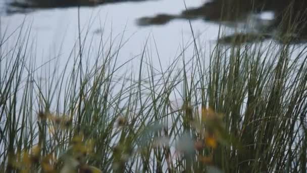 湖と北の緑の芝生。空中ドローン水平ビュー。ロシアの風景。野生の自然で晴れた日は。観光客の旅のコンセプト. — ストック動画