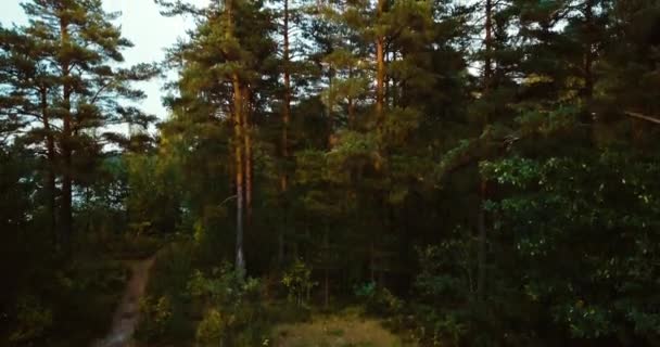 Erdő- és tűlevelű fák északon. Orosz táj pines és fenyő, süt a nap, a vad természet. Légi drone horizontális képet. Utazó turisták koncepció. — Stock videók