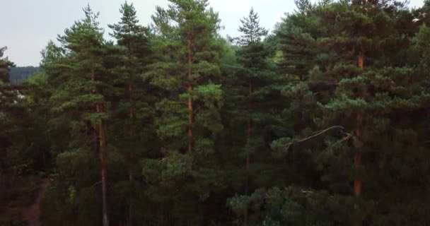 Veduta aerea drone orizzontale della foresta e conifere nel nord. Paesaggio russo con pini e abeti, giornata di sole nella natura selvaggia. Concetto per turisti in viaggio . — Video Stock