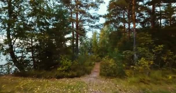 Bosque y coníferas en el norte. Paisaje ruso con pinos y abeto, día soleado en la naturaleza salvaje. Vista horizontal de drones aéreos. Concepto para turistas viajeros . — Vídeos de Stock