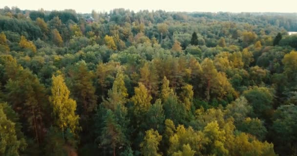 Légi drone horizontális képet erdő- és tűlevelű fák északon. Orosz táj pines és fenyő, süt a nap, a vad természet. Utazó turisták koncepció. — Stock videók