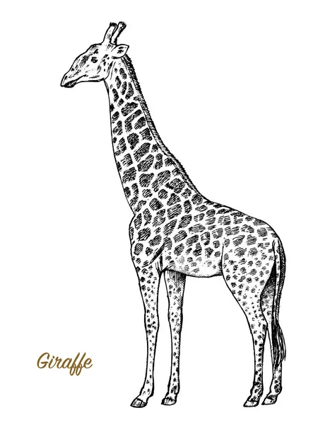African żyrafa dzikiego zwierzęcia na białym tle. Grawerowane ręcznie rysowane grafiki liniowej Vintage stary szkic monochromatyczne, atrament. Ilustracja wektorowa dla etykiety. Safari symbol. — Wektor stockowy