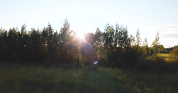 Légi drone nézet az erdőben a fák felett. Orosz táj pines és fenyő, süt a nap, a vad természet. komor este. — Stock videók