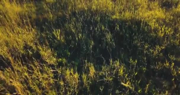 空中ドローンの夕焼けとフィールドの上面図。木の光。松やモミ、晴れた日に野生の自然でロシアの風景. — ストック動画