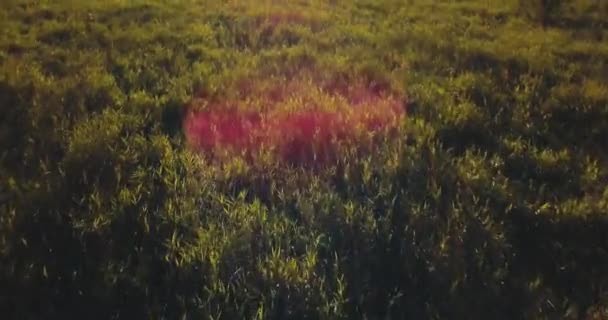Légi drone felülnézete a naplementét és a mező. fény a fák között. Orosz táj, a fenyők és a fenyő, süt a nap, a vad természet. — Stock videók