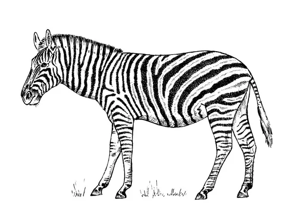 African Zebra Wild animal on white background. striped black white horse. Engraved hand drawn Vintage monochrome sketch. Vector illustration for label. safari symbol. — Stock Vector