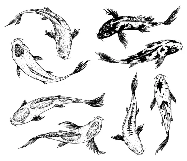 Conjunto de carpas Koi, peixe japonês. Animais coreanos. Gravado mão desenhada linha arte Vintage tatuagem monocromático esboço para etiqueta. —  Vetores de Stock