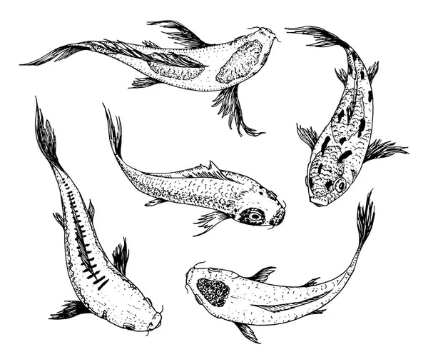 Set di carpe Koi, pesce giapponese. animali coreani. Disegnato a mano linea arte Vintage tatuaggio schizzo monocromatico per etichetta. — Vettoriale Stock