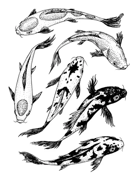 Set di carpe Koi, pesce giapponese. animali coreani. Disegnato a mano linea arte Vintage tatuaggio schizzo monocromatico per etichetta. — Vettoriale Stock