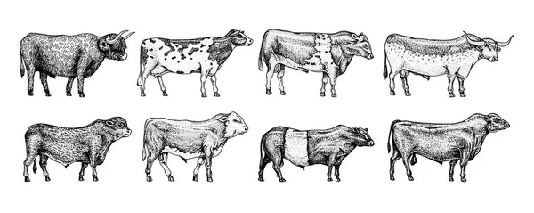 Granja toros de ganado y vacas. Diferentes razas de animales domésticos. Dibujo monocromático grabado a mano. Arte de línea Vintage . — Vector de stock