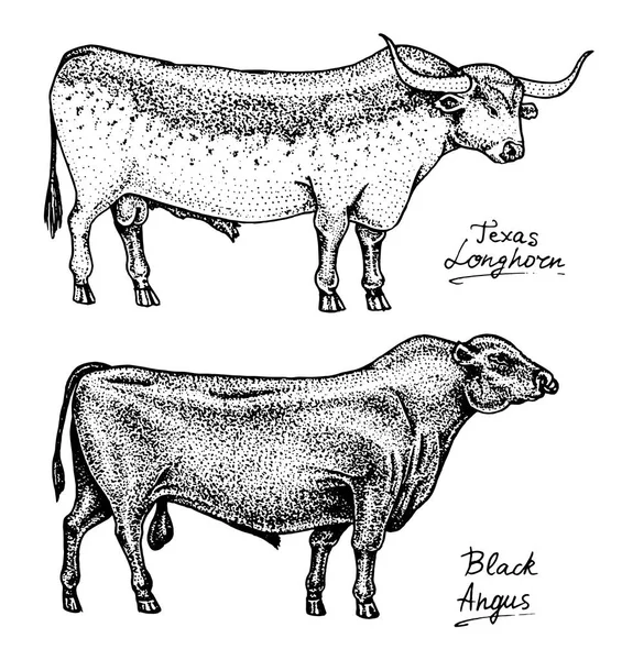 Granja toros de ganado y vacas. Diferentes razas de animales domésticos. Dibujo monocromático grabado a mano. Arte de línea Vintage . — Vector de stock