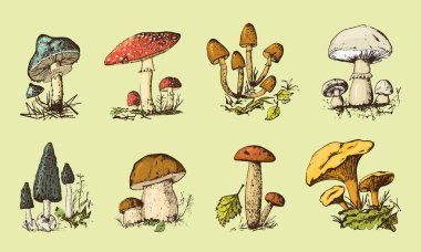 Mantar elle çizilmiş kümesi oyulmuş. Vintage organik sebzeli yemekler. Mantar champignon, chanterelles, sinek agaric, amanita, ortak stinkhorn, penny topuz, kırmızı şapkalı scaber sapı menü etiketinin.