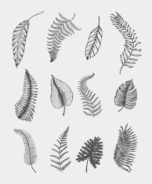 Feuilles tropicales ou exotiques, feuilles de différentes plantes à l'aspect vintage. monstère et fougère, palmier avec ensemble botanique banane. fleurs gravées vintage, dessinées à la main. produit biologique botanique. fond vert . — Image vectorielle