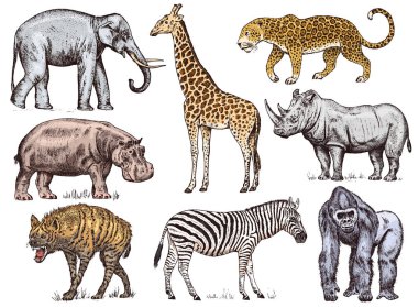 Set of African animals. Rhinoceros Elephant Giraffe Hippopotamus Leopard Hyena Western gorilla Wild zebra. Engraved hand drawn Vintage old monochrome safari sketch. Vector illustration. clipart