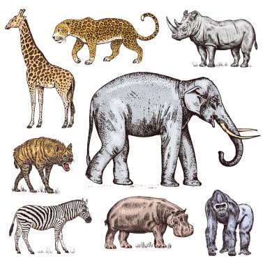 Afrika hayvanları kümesi. Gergedan fil zürafa su aygırı leopar sırtlan Western goril vahşi. Oyulmuş elle çizilmiş Vintage eski tek renkli safari kroki. Vektör çizim.