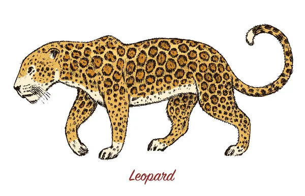 Leopardo salvaje africano. Perfil gato asiático. Jaguar animal en la selva. Tatuaje. Grabado a mano dibujado arte de línea Vintage antiguo boceto monocromo, tinta. Ilustración vectorial para etiqueta. símbolo de safari . — Archivo Imágenes Vectoriales