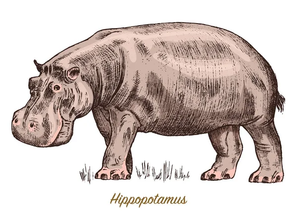 Hipopótamo africano Animal salvaje sobre fondo blanco. Grabado a mano dibujado arte de línea Vintage antiguo boceto monocromo, tinta. Ilustración vectorial para etiqueta. símbolo de safari . — Vector de stock