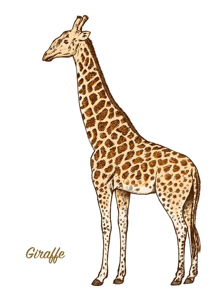 Girafe africaine Animal sauvage sur fond blanc. Gravé à la main dessiné art de ligne Vintage vieux croquis monochrome, encre. Illustration vectorielle pour étiquette. symbole safari . — Image vectorielle