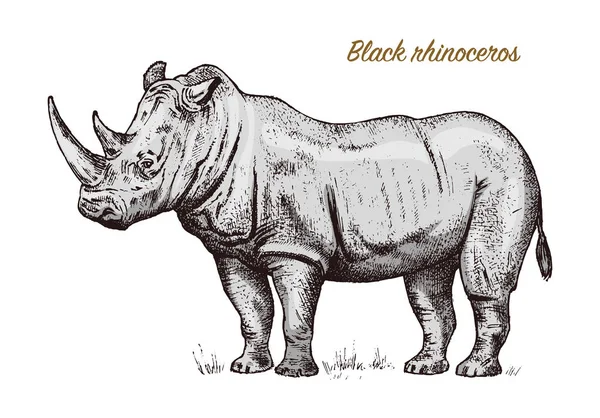 Rinoceronte africano Animal salvaje sobre fondo blanco. Grabado a mano dibujado arte de línea Vintage antiguo boceto monocromo, tinta. Ilustración vectorial para etiqueta. símbolo de safari . — Vector de stock