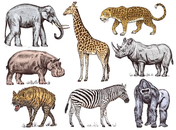 一组非洲动物。犀牛大象长颈鹿河马豹鬣狗西部大猩猩野生斑马。雕刻手画复古老单色野生动物园素描。向量例证. — 图库矢量图片