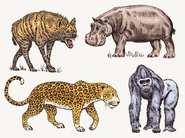 Afrikanische Tiere. Nilpferd Leopard Hyäne westlichen Gorilla. eingravierte handgezeichnete alte monochrome Safari-Skizze. Vektorillustration. — Stockvektor