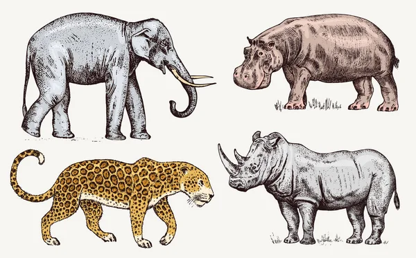 Uppsättning av afrikanska djur. Noshörning elefant flodhäst Leopard. Graverade handritad Vintage gamla svartvita safari skiss. Vektorillustration. — Stock vektor