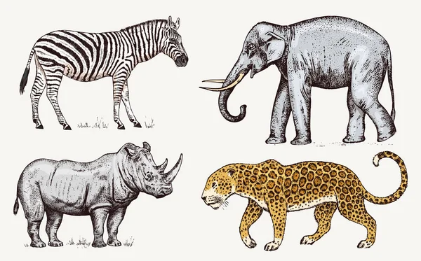 Zestaw zwierząt afrykańskich. Nosorożec słoń Leopard. Grawerowane ręcznie rysowane Vintage stary szkic monochromatyczne safari. Ilustracja wektorowa. — Wektor stockowy
