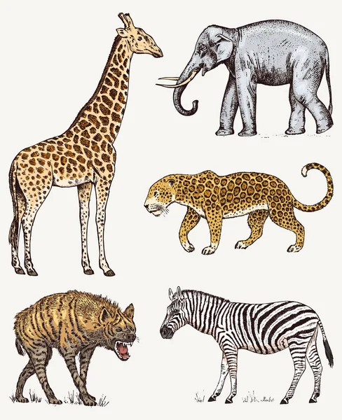 Afrikanische Tiere. Elefantengiraffe Leopardenhyäne wildes Zebra. eingravierte handgezeichnete alte monochrome Safari-Skizze. Vektorillustration. — Stockvektor