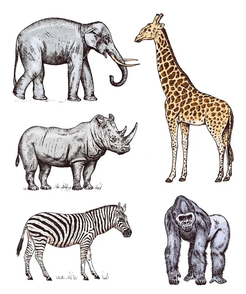 Zestaw zwierząt afrykańskich. Nosorożec goryl słoń żyrafa Western Wild zebra. Grawerowane ręcznie rysowane Vintage stary szkic monochromatyczne safari. Ilustracja wektorowa. — Wektor stockowy