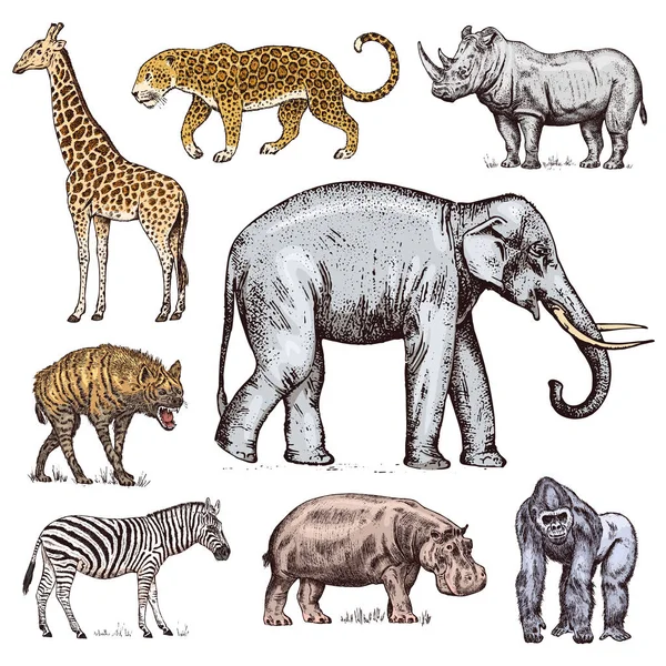 Uppsättning av afrikanska djur. Noshörning elefant giraff flodhäst Leopard Hyena Western gorilla vilda zebra. Graverade handritad Vintage gamla svartvita safari skiss. Vektorillustration. — Stock vektor