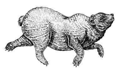 Yükselen boz ayı. Vahşi hayvan atlama. tek renkli boz ayı. Vintage tarzı. Dövme ya da etiket için oyulmuş el çizilmiş kroki.