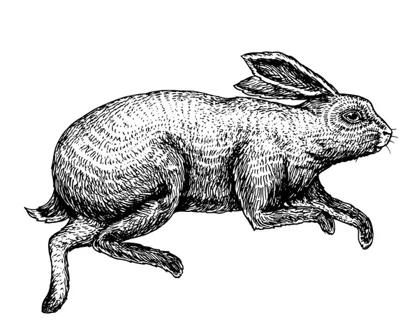 Парящий кролик или кролик. Подпрыгивает дикое лесное животное. Серый заяц. Винтажный стиль. Ручной рисунок эмблемы или этикетки. векторная иллюстрация . — стоковый вектор