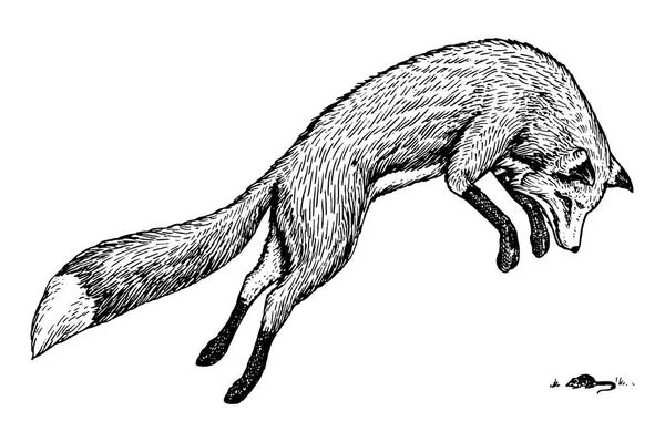 赤狐の高騰 野生の森林動物がジャンプ アップ 食品検索の概念 ビンテージ スタイルです 刻まれた手描きのスケッチ — ストックベクタ